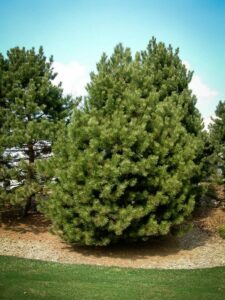 Сосна Чёрная (Pinus Nigra) купить по цене от 270.00р. в интернет-магазине «Посадика» с доставкой почтой в в Курчалойе и по всей России – [изображение №1].