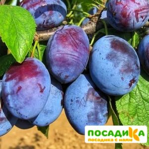 Слива Чачакская ранняя купить по цене от 229.00р. в интернет-магазине «Посадика» с доставкой почтой в в Курчалойе и по всей России – [изображение №1].