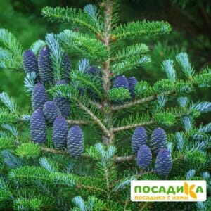 Пихта корейская (Abies koreana) купить по цене от 450.00р. в интернет-магазине «Посадика» с доставкой почтой в в Курчалойе и по всей России – [изображение №1].