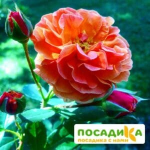 Роза Арабия купить по цене от 350.00р. в интернет-магазине «Посадика» с доставкой почтой в в Курчалойе и по всей России – [изображение №1].