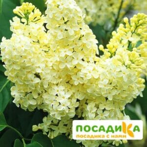 Сирень Примроуз (Primrose) купить по цене от 529.00р. в интернет-магазине «Посадика» с доставкой почтой в в Курчалойе и по всей России – [изображение №1].