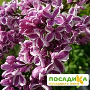 Сирень Сенсация купить по цене от 529.00р. в интернет-магазине «Посадика» с доставкой почтой в в Курчалойе и по всей России – [изображение №1].