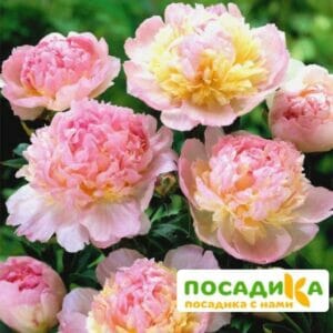 Пион Распберри Сандей (Paeonia Raspberry Sundae) купить по цене от 959р. в интернет-магазине «Посадика» с доставкой почтой в в Курчалойе и по всей России – [изображение №1].