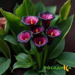Калла Аура Лейс купить по цене от 400р. в интернет-магазине «Посадика» с доставкой почтой в в Курчалойе и по всей России – [изображение №1].