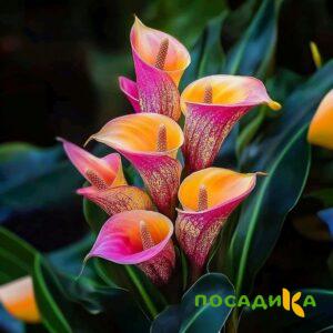 Калла Оникс купить по цене от 450р. в интернет-магазине «Посадика» с доставкой почтой в в Курчалойе и по всей России – [изображение №1].
