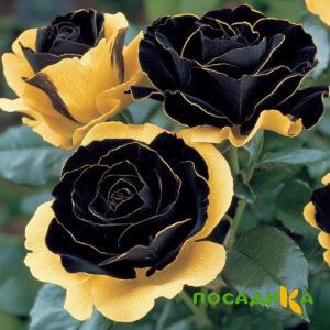 Роза Ханни Сикл купить по цене от 700р. в интернет-магазине «Посадика» с доставкой почтой в в Курчалойе и по всей России – [изображение №1].
