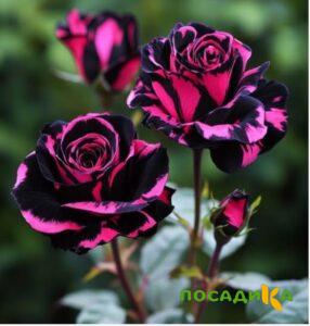 Роза Багровый Шепот купить по цене от 366р. в интернет-магазине «Посадика» с доставкой почтой в в Курчалойе и по всей России – [изображение №1].