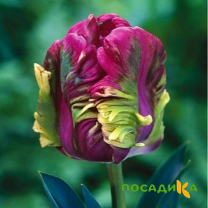 Тюльпан Экзотик Хэвен купить по цене от 186р. в интернет-магазине «Посадика» с доставкой почтой в в Курчалойе и по всей России – [изображение №1].