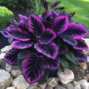 Хоста Люминоза купить по цене от 450р. в интернет-магазине «Посадика» с доставкой почтой в в Курчалойе и по всей России – [изображение №1].