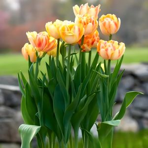 Тюльпан Верона Санрайз купить по цене от 280р. в интернет-магазине «Посадика» с доставкой почтой в в Курчалойе и по всей России – [изображение №1].