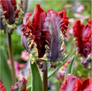 Тюльпан Рококо купить по цене от 350р. в интернет-магазине «Посадика» с доставкой почтой в в Курчалойе и по всей России – [изображение №1].