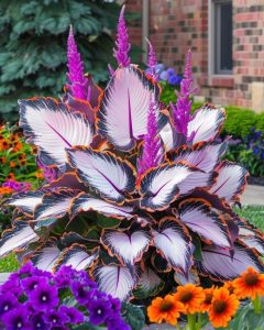 Хоста Кримэн Дрим купить по цене от 549р. в интернет-магазине «Посадика» с доставкой почтой в в Курчалойе и по всей России – [изображение №1].