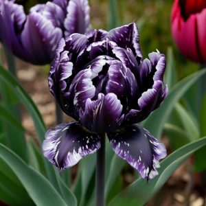 Тюльпан Индиго купить по цене от 600р. в интернет-магазине «Посадика» с доставкой почтой в в Курчалойе и по всей России – [изображение №1].