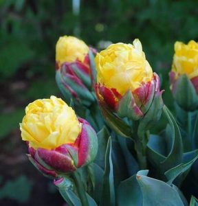 Тюльпан Айс Крим Банана купить по цене от 360р. в интернет-магазине «Посадика» с доставкой почтой в в Курчалойе и по всей России – [изображение №1].