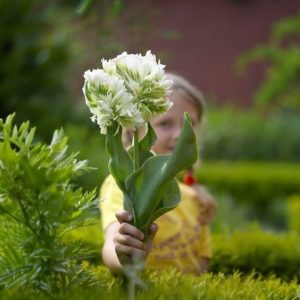 Тюльпан Супер Пэррот купить по цене от 360р. в интернет-магазине «Посадика» с доставкой почтой в в Курчалойе и по всей России – [изображение №1].