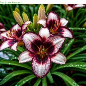 Лилейник Крим Сикл купить по цене от 799р. в интернет-магазине «Посадика» с доставкой почтой в в Курчалойе и по всей России – [изображение №1].