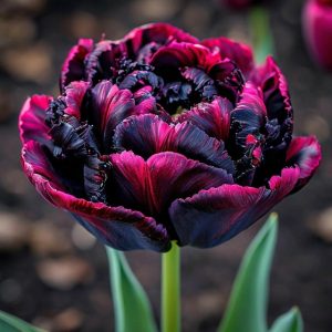 Тюльпан Фламинго купить по цене от 500р. в интернет-магазине «Посадика» с доставкой почтой в в Курчалойе и по всей России – [изображение №1].