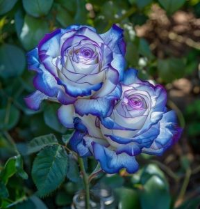 Роза Пэтолз Хоуп купить по цене от 333р. в интернет-магазине «Посадика» с доставкой почтой в в Курчалойе и по всей России – [изображение №1].