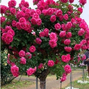 Роза Версаля купить по цене от 232р. в интернет-магазине «Посадика» с доставкой почтой в в Курчалойе и по всей России – [изображение №1].