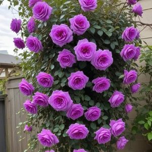 Роза Мистик Уайт купить по цене от 620р. в интернет-магазине «Посадика» с доставкой почтой в в Курчалойе и по всей России – [изображение №1].