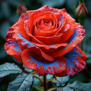 Роза Сикрет Гарден купить по цене от 619р. в интернет-магазине «Посадика» с доставкой почтой в в Курчалойе и по всей России – [изображение №1].