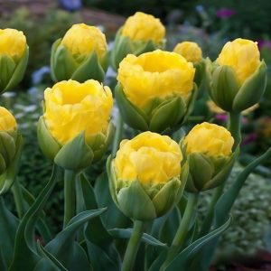 Тюльпан махровый Ванила Коп купить по цене от 159р. в интернет-магазине «Посадика» с доставкой почтой в в Курчалойе и по всей России – [изображение №1].