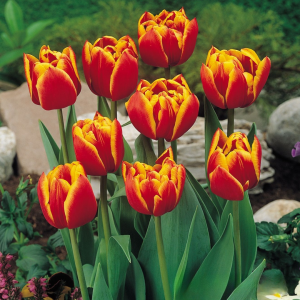 Тюльпан Блэк Фаер купить по цене от 275р. в интернет-магазине «Посадика» с доставкой почтой в в Курчалойе и по всей России – [изображение №1].