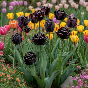 Тюльпан махровый Рейдинс Дарк купить по цене от 230р. в интернет-магазине «Посадика» с доставкой почтой в в Курчалойе и по всей России – [изображение №1].