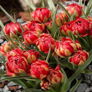 Тюльпан Ап Пинк купить по цене от 390р. в интернет-магазине «Посадика» с доставкой почтой в в Курчалойе и по всей России – [изображение №1].