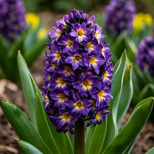 Гиацинт Вельвет Колор купить по цене от 2099р. в интернет-магазине «Посадика» с доставкой почтой в в Курчалойе и по всей России – [изображение №1].