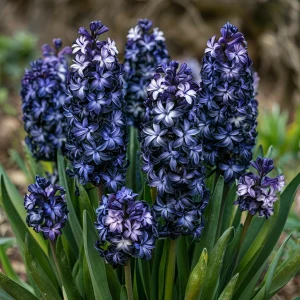 Гиацинт Блум Клауд купить по цене от 2099р. в интернет-магазине «Посадика» с доставкой почтой в в Курчалойе и по всей России – [изображение №1].