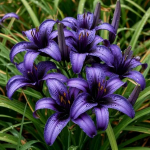 Лилейник Блю Айрис купить по цене от 324р. в интернет-магазине «Посадика» с доставкой почтой в в Курчалойе и по всей России – [изображение №1].