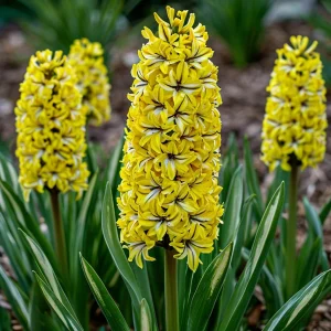 Гиацинт Сансет Голд купить по цене от 2099р. в интернет-магазине «Посадика» с доставкой почтой в в Курчалойе и по всей России – [изображение №1].