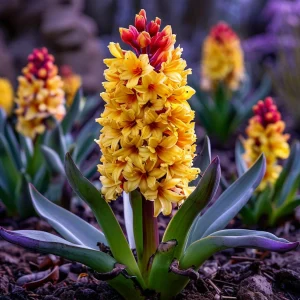 Гиацинт Миднайт Мистери купить по цене от 2099р. в интернет-магазине «Посадика» с доставкой почтой в в Курчалойе и по всей России – [изображение №1].