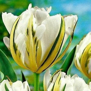 Тюльпан Экзотик Пуруссима купить по цене от 305р. в интернет-магазине «Посадика» с доставкой почтой в в Курчалойе и по всей России – [изображение №1].