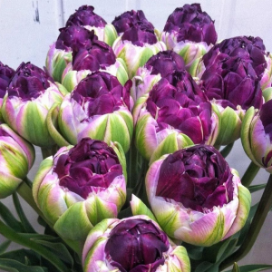 Тюльпан Анаконда купить по цене от 450р. в интернет-магазине «Посадика» с доставкой почтой в в Курчалойе и по всей России – [изображение №1].