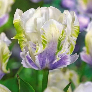 Тюльпан Уайт Лизарт купить по цене от 360р. в интернет-магазине «Посадика» с доставкой почтой в в Курчалойе и по всей России – [изображение №1].