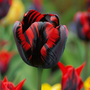 Тюльпан Блэк Перрот купить по цене от 351р. в интернет-магазине «Посадика» с доставкой почтой в в Курчалойе и по всей России – [изображение №1].