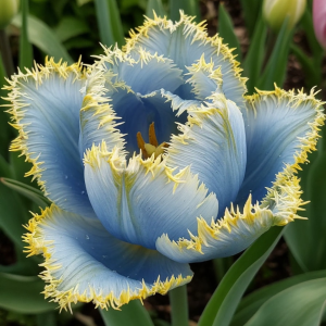 Тюльпан Махровый Амплуа купить по цене от 199р. в интернет-магазине «Посадика» с доставкой почтой в в Курчалойе и по всей России – [изображение №1].