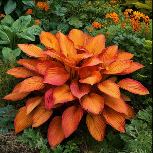 Хоста Солнечный Нектар купить по цене от 605р. в интернет-магазине «Посадика» с доставкой почтой в в Курчалойе и по всей России – [изображение №1].