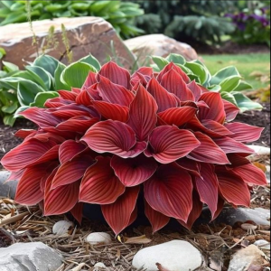 Хоста Рэд Эйнджл купить по цене от 549р. в интернет-магазине «Посадика» с доставкой почтой в в Курчалойе и по всей России – [изображение №1].