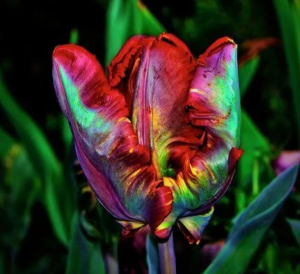 Тюльпан Эирпрайз купить по цене от 270р. в интернет-магазине «Посадика» с доставкой почтой в в Курчалойе и по всей России – [изображение №1].