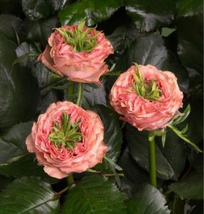 Роза Амбер Инчант купить по цене от 495р. в интернет-магазине «Посадика» с доставкой почтой в в Курчалойе и по всей России – [изображение №1].