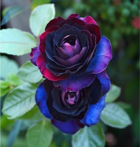 Роза Скарлет Рэвери купить по цене от 489р. в интернет-магазине «Посадика» с доставкой почтой в в Курчалойе и по всей России – [изображение №1].