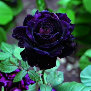 Роза Блэк Пантер купить по цене от 319р. в интернет-магазине «Посадика» с доставкой почтой в в Курчалойе и по всей России – [изображение №1].
