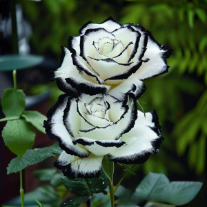 Роза Силк Ивин купить по цене от 319р. в интернет-магазине «Посадика» с доставкой почтой в в Курчалойе и по всей России – [изображение №1].