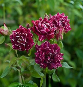 Роза Опаловый Пейзаж купить по цене от 490р. в интернет-магазине «Посадика» с доставкой почтой в в Курчалойе и по всей России – [изображение №1].