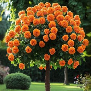 Роза Солнечный Шарм купить по цене от 349р. в интернет-магазине «Посадика» с доставкой почтой в в Курчалойе и по всей России – [изображение №1].