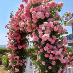 Роза Пастель Розе купить по цене от 605р. в интернет-магазине «Посадика» с доставкой почтой в в Курчалойе и по всей России – [изображение №1].