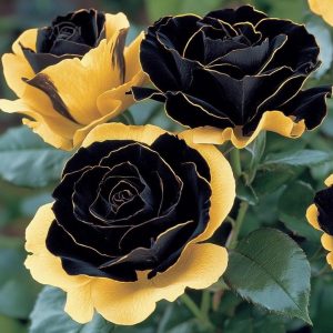 Роза Ханни Сикл купить по цене от 700р. в интернет-магазине «Посадика» с доставкой почтой в в Курчалойе и по всей России – [изображение №1].